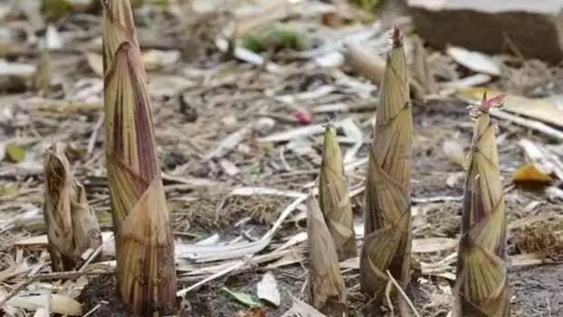 bamboo torture