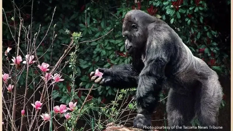 gorilla ivan
